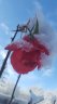 Un rose en Hiver _ 2017.jpg - 